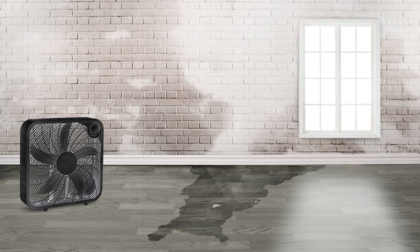 Best Basement water damage restoration  in Lawai, HI